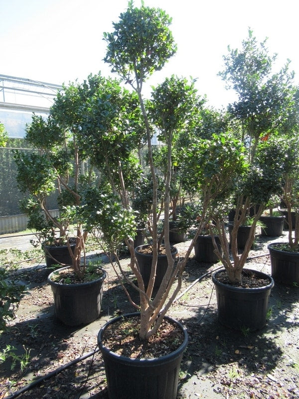  Camelia Als Bonsai (Camellia Sasanqua)