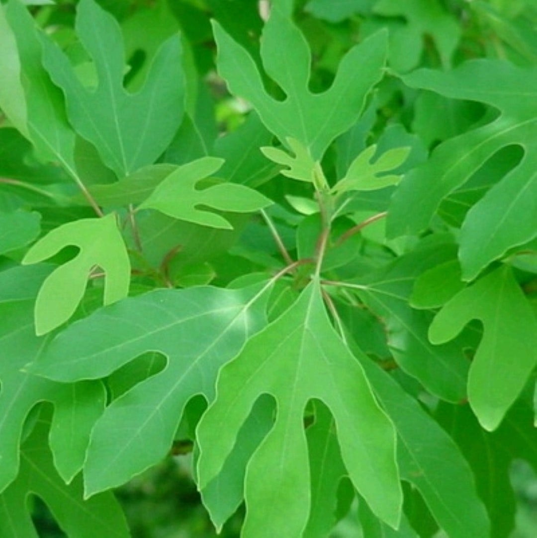  Sassafras (Sassafras Albidum)