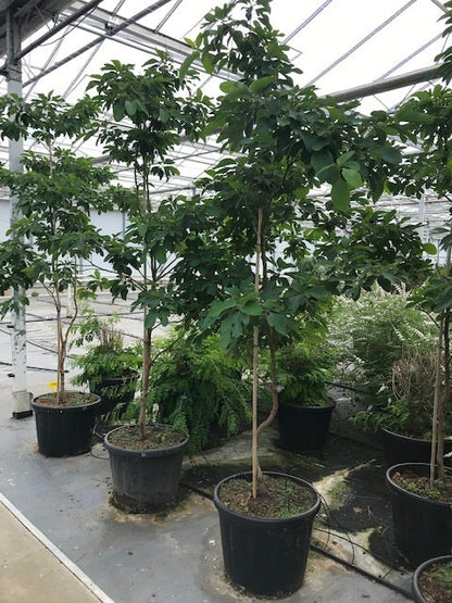  Sassafras (Sassafras Albidum)