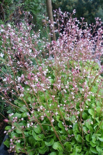  Schildersverdriet (Saxifraga Urbium 'Variegata')
