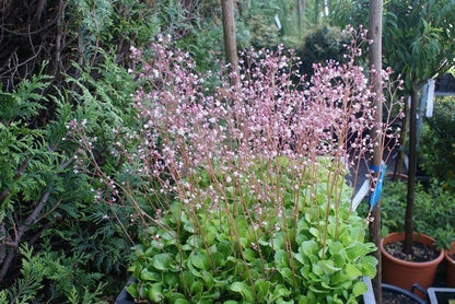  Schildersverdriet (Saxifraga Urbium 'Variegata')