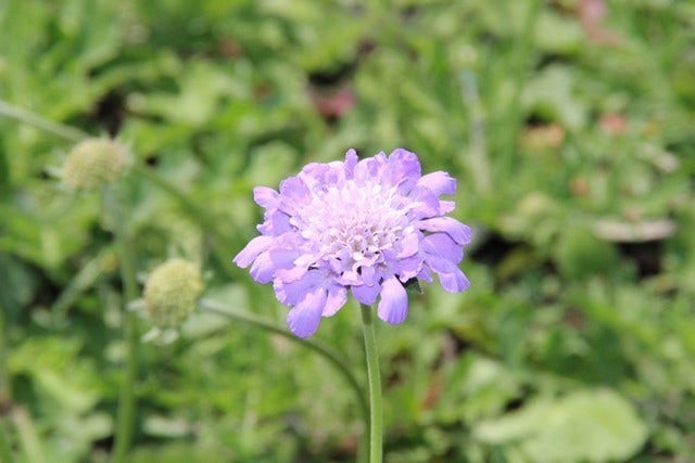  Duifkruid/schurftkruid (Scabiosa Columbaria 'Butterfly Blue')