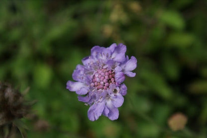  Duifkruid/schurftkruid (Scabiosa Columbaria 'Butterfly Blue')