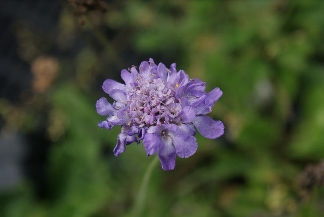  Duifkruid/schurftkruid (Scabiosa Columbaria 'Butterfly Blue')