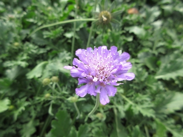  Duifkruid/schurftkruid (Scabiosa Columbaria 'Butterfly Blue')