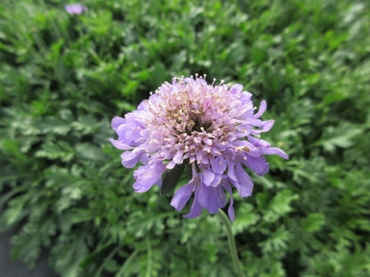  Duifkruid/schurftkruid (Scabiosa Columbaria 'Butterfly Blue')