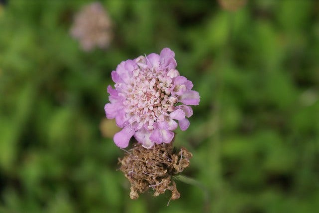  Duifkruid/schurftkruid (Scabiosa Columbaria 'Pink Mist') BIO