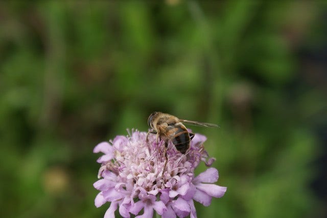  Duifkruid/schurftkruid (Scabiosa Columbaria 'Pink Mist') BIO