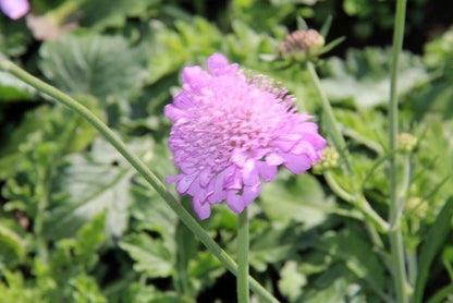  Duifkruid/schurftkruid (Scabiosa Columbaria 'Pink Mist') BIO