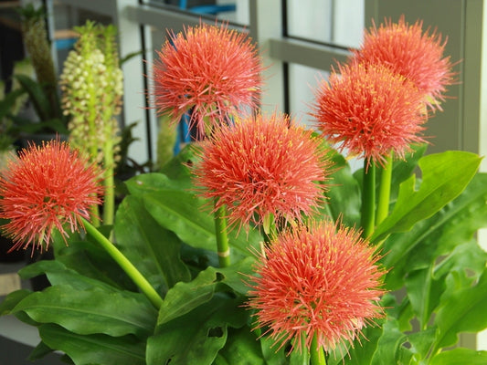  Poederkwast (Scadoxus Multiflorus Subsp. Multiflorus)