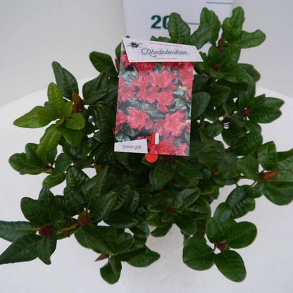  Dwergrhododendron (Rhododendron 'Scarlet Wonder')