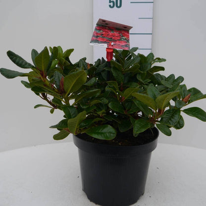  Dwergrhododendron (Rhododendron 'Scarlet Wonder')