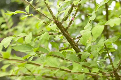  Meerstammige Kardinaalshoed (Euonymus Alatus)
