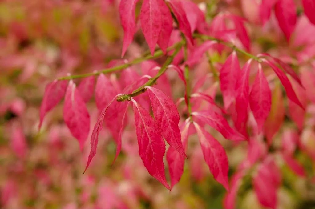  Meerstammige Kardinaalshoed (Euonymus Alatus)