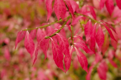  Meerstammige Kardinaalshoed (Euonymus Alatus)