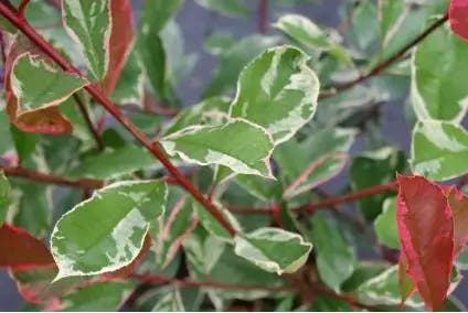  Glansmispel Op Stam (Photinia Fraseri 'Pink Marble')