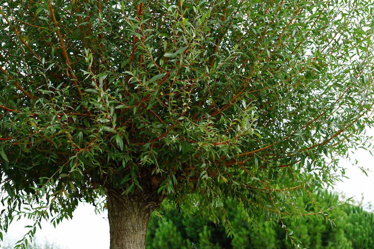  Knotwilg (Salix Alba 'Chermesina')