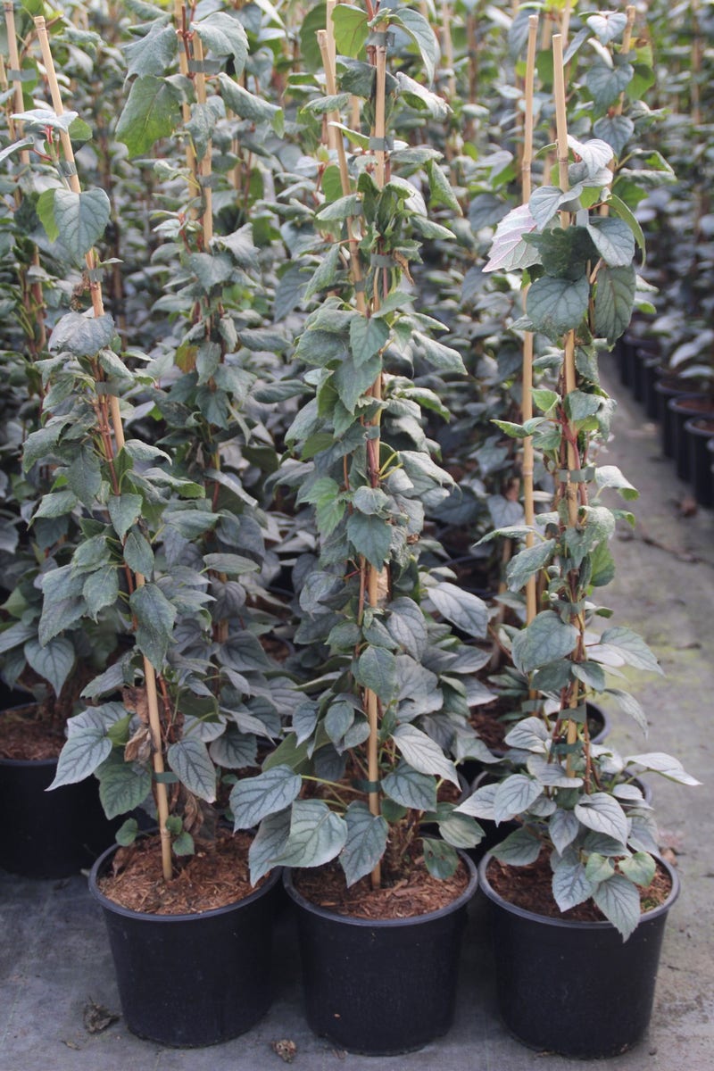  Valse Klimhortensia (Schizophragma Hydrageoides 'Moonlight')