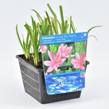  Roze Kafferlelie Moerasgladiool (Schizostylis Coccinea 'Mrs Hegarty')
