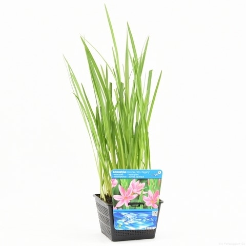  Roze Kafferlelie Moerasgladiool (Schizostylis Coccinea 'Mrs Hegarty')