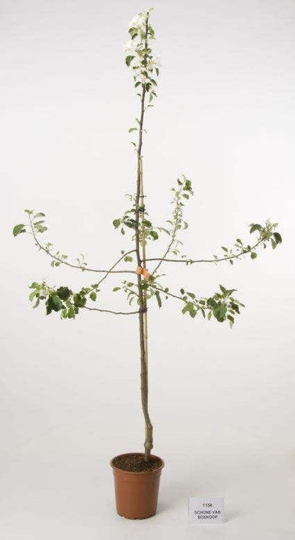  Appelboom (Malus Domestica 'Schone Van Boskoop')
