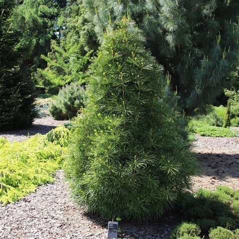  Japanse Parasolden (Sciadopitys Verticilata)