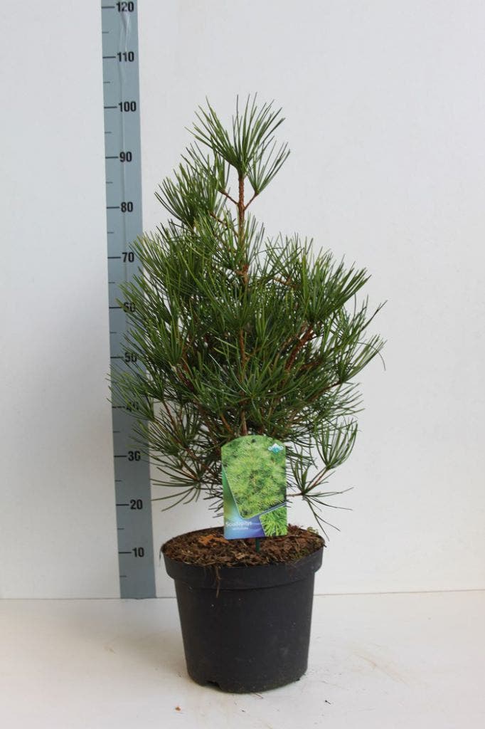  Japanse Parasolden (Sciadopitys Verticilata)