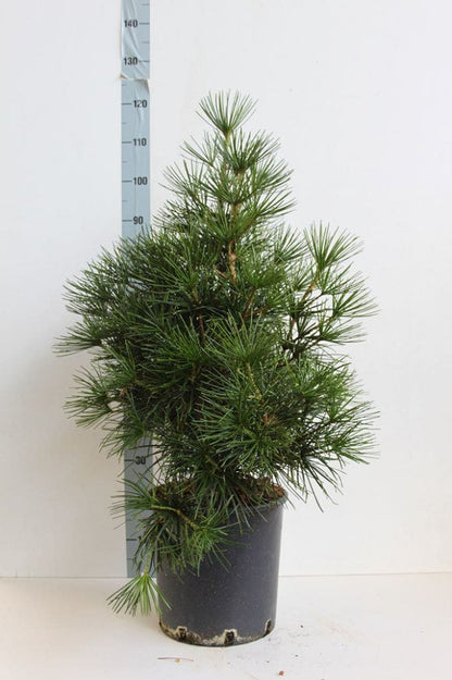  Japanse Parasolden (Sciadopitys Verticilata)