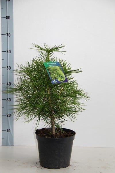  Japanse Parasolden (Sciadopitys Verticilata)