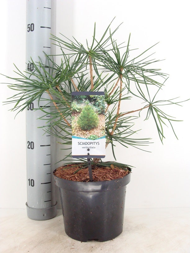  Japanse Parasolden (Sciadopitys Verticilata)