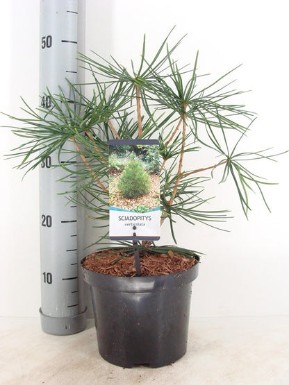  Japanse Parasolden (Sciadopitys Verticilata)