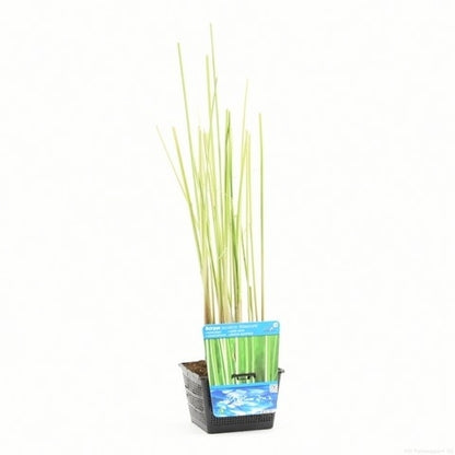 Bonte Mattenbies (Scirpus Lacustris 'Albescens')