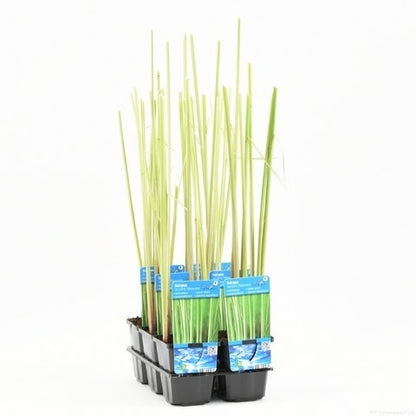  Bonte Mattenbies (Scirpus Lacustris 'Albescens')