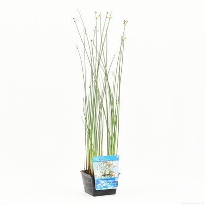  Mattenbies (Scirpus Lacustris)