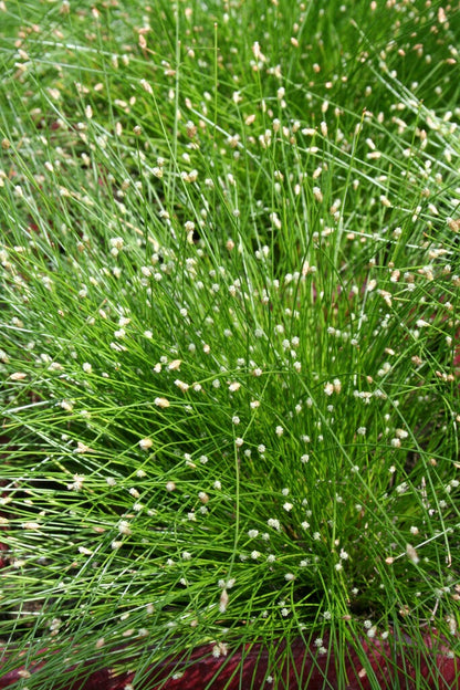  Naaldgras (Scirpus Cernuus)