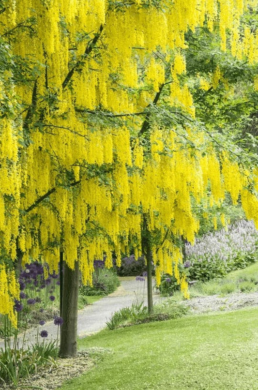  Gouden Regen (Laburnum Watereri 'Vossii') Op Stam