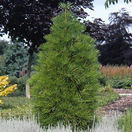  Japanse Parasolden (Sciadopitys Verticilata)