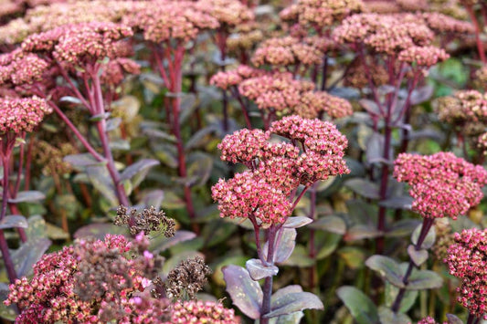  Vetkruid (Sedum 'Matrona')