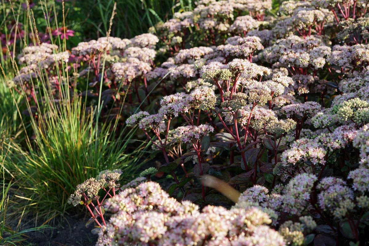  Vetkruid (Sedum 'Matrona')