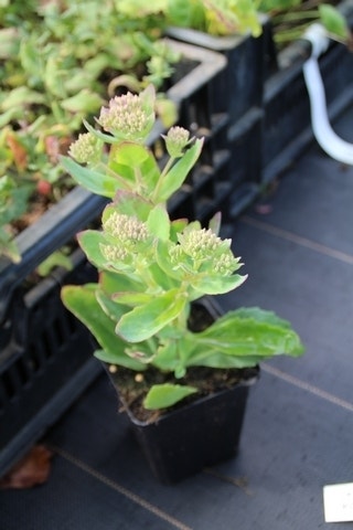  Vetkruid (Sedum 'Carl')