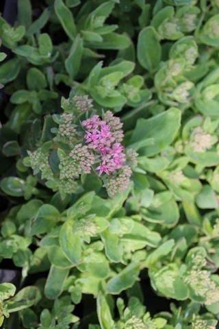  Vetkruid (Sedum 'Carl')