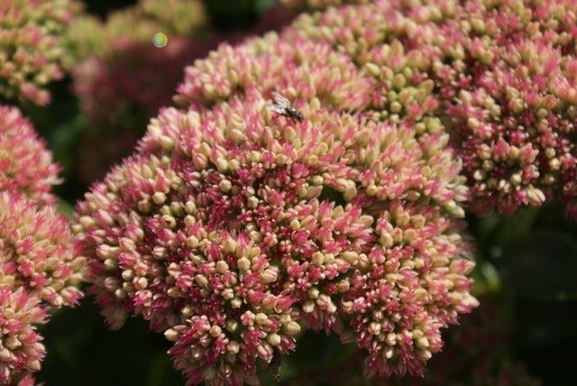  Hemelsleutel (Sedum 'Herbstfreude')