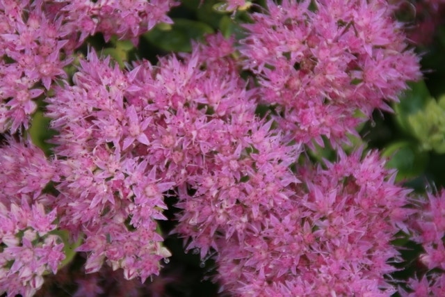  Hemelsleutel (Sedum 'Herbstfreude')