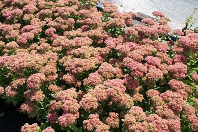  Hemelsleutel (Sedum 'Herbstfreude')