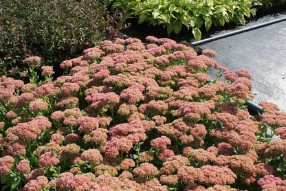  Hemelsleutel (Sedum 'Herbstfreude')