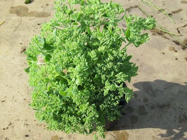  Hemelsleutel (Sedum 'Herbstfreude')