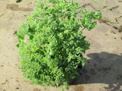  Hemelsleutel (Sedum 'Herbstfreude')