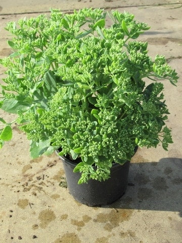  Hemelsleutel (Sedum 'Herbstfreude')