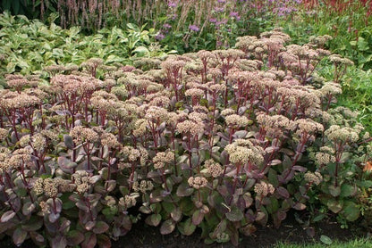  Vetkruid (Sedum 'Matrona')