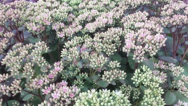  Vetkruid (Sedum 'Matrona')